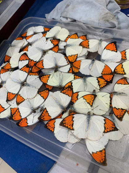 4pcs Hebomoia glaucippe – Open wings, Great Orange Tip Butterfly Specimen | Large Orange Butterfly Display | A1 Quality Real Butterfly