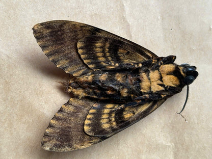 6pcs Female Acherontia lachesis Closed-Wing Skull Moth Specimens | Real Death Head Moth Collection | Gothic Entomology Display