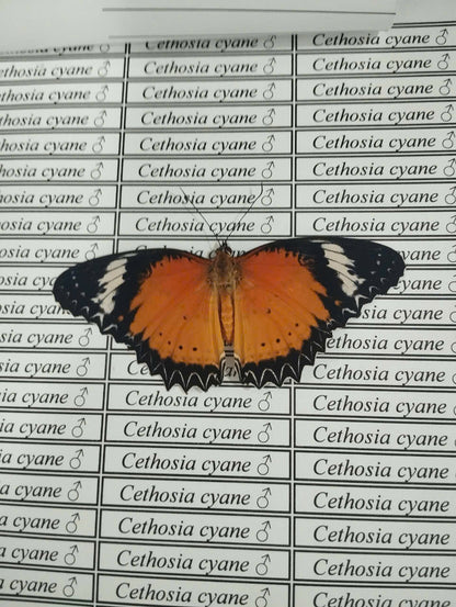 20 pcs Mix A1 Butterflies