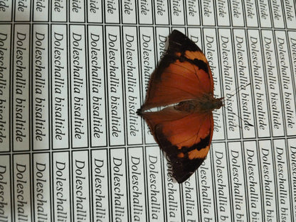 20 pcs Mix A1 Butterflies