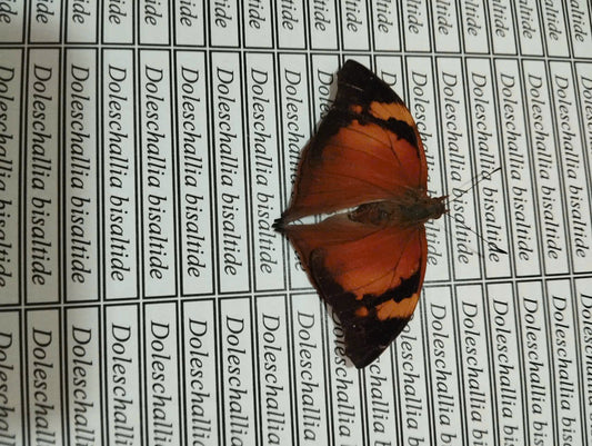 20 pcs Mix A1 Butterflies