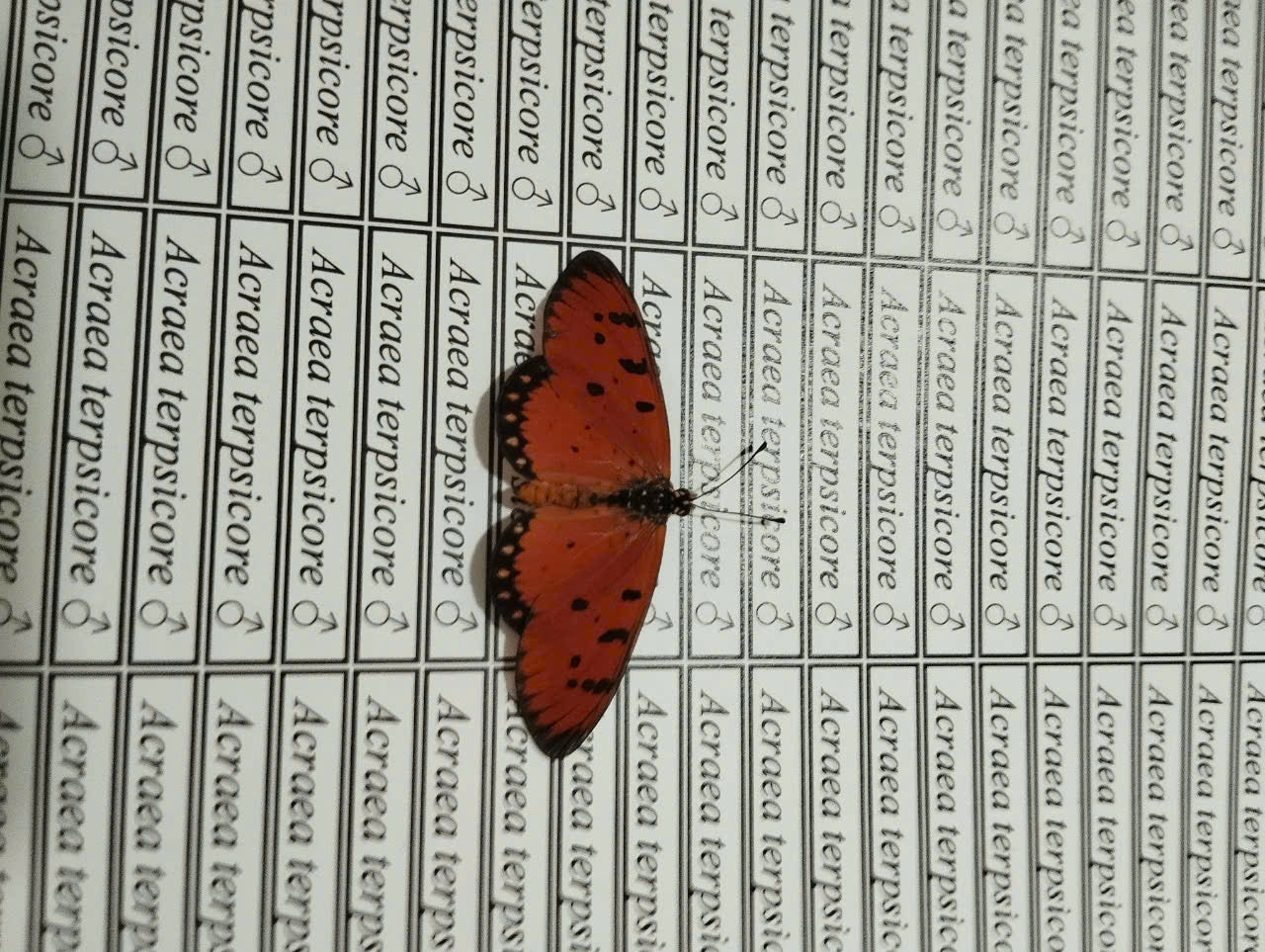 20 pcs Mix A1 Butterflies