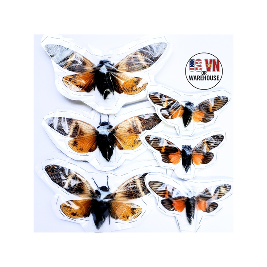 Cicadas*combo 6 mix Cicadas – Dried Insect Specimens for Art, Framing