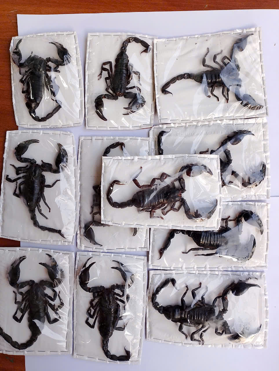 10 pcs Vietnam Forest Scorpion**Heterometrus laoticus