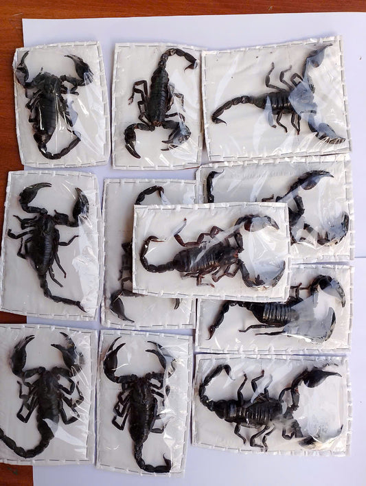 10 pcs Vietnam Forest Scorpion**Heterometrus laoticus