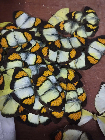 20 pcs Mix A1 Butterflies