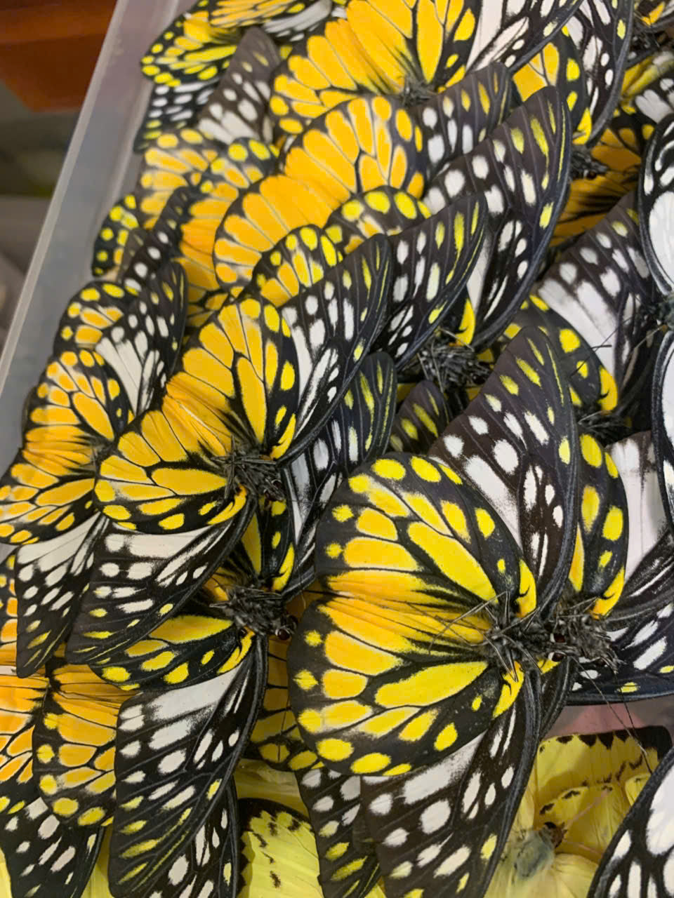 4 Thestylis Butterfly Specimens – Real Spread Butterflies Collection | A1 Quality Mounted Display Insects