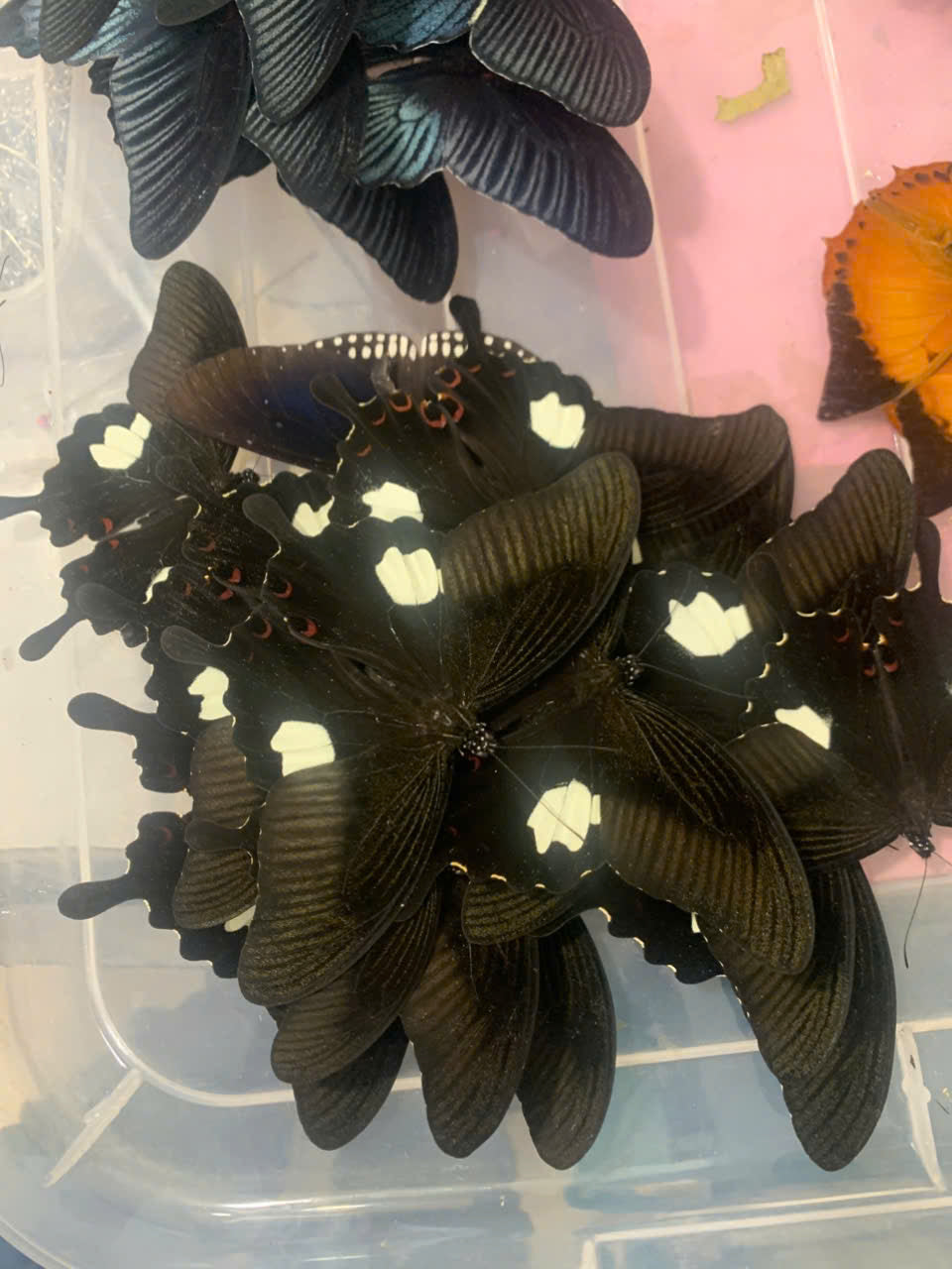 4 Papilio helenus Butterfly Specimens – Red Helen Swallowtail | Real Spread Butterflies | A1 Quality Collection