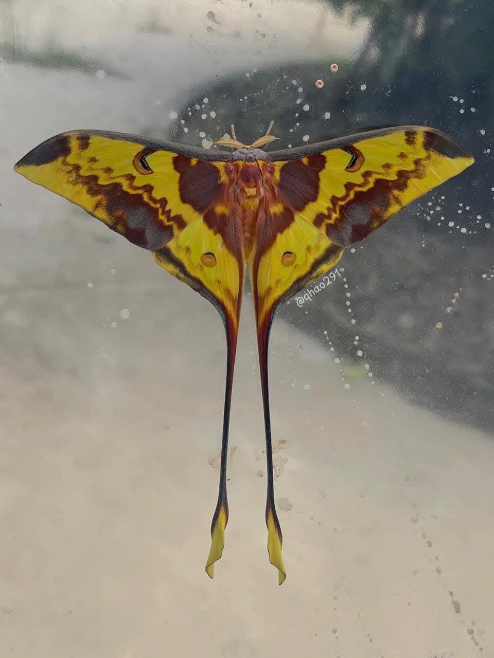Actias maenas Moon Moth Specimen A1 | Real Long Tailed Silk Moth | Entomology, Framing Display