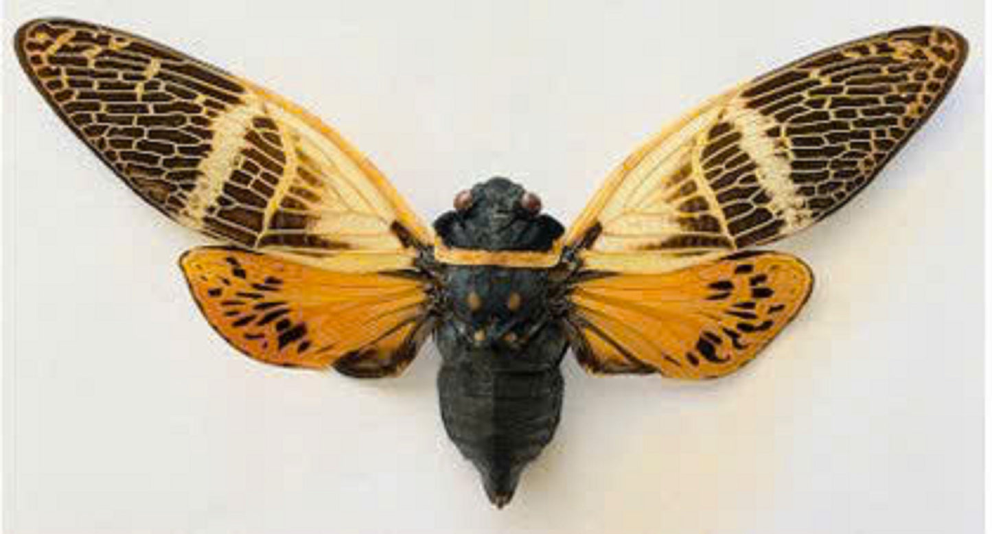 6 pcs Angamiana floridula Cicadas | Red Orange Cicada Specimens | Real Insect Collection, Entomology