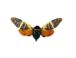 6 pcs Angamiana floridula Cicadas | Red Orange Cicada Specimens | Real Insect Collection, Entomology