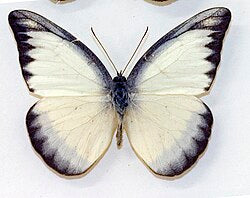 4 Appias lyncida Butterfly Specimens – Chocolate Albatross | Real Spread Butterflies | A1 Quality Display Collection