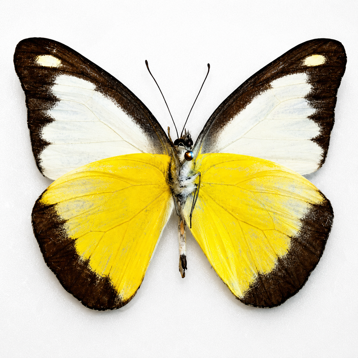 4 Appias lyncida Butterfly Specimens – Chocolate Albatross | Real Spread Butterflies | A1 Quality Display Collection