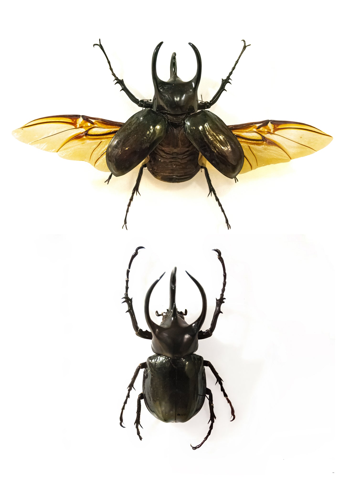 Chalcosoma Rhinoceros Beetle Specimen | Wings Spread Open | Real Giant Beetle | Entomology Display