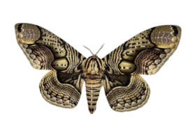 Brahmaea hearseyi Real Brahmin Moth Specimen Wings close | Giant Owl Pattern Moth | Exotic Entomology Display | A1 Quality