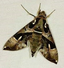 4 pcs Daphnis dohertyi Closed-Wing Hawk Moth Specimen | Real Sphingidae Moth Display | Exotic Camouflage Pattern | A1 Quality