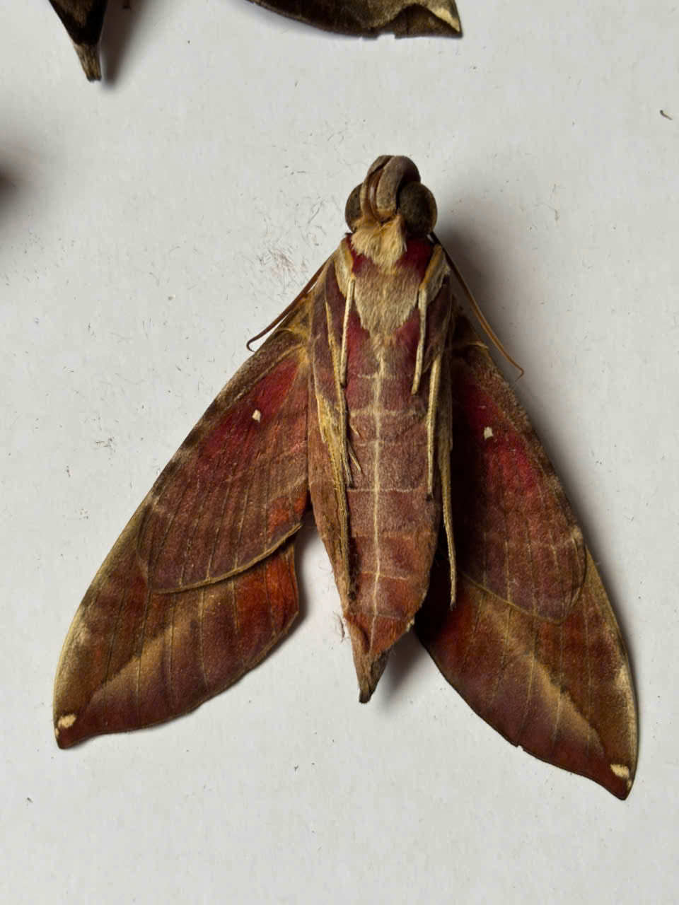 4 pcs Daphnis dohertyi Closed-Wing Hawk Moth Specimen | Real Sphingidae Moth Display | Exotic Camouflage Pattern | A1 Quality