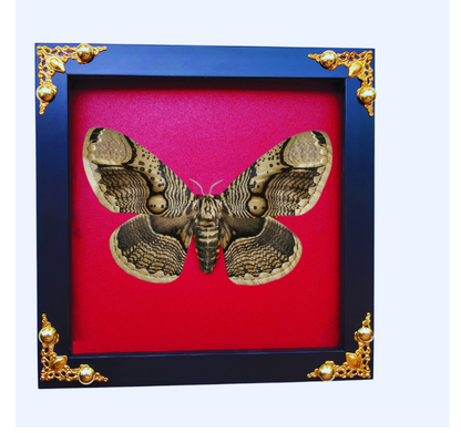 Framed Real Brahmaea hearseyi Moth – Giant Brahmin Moth Taxidermy Display-FRA16