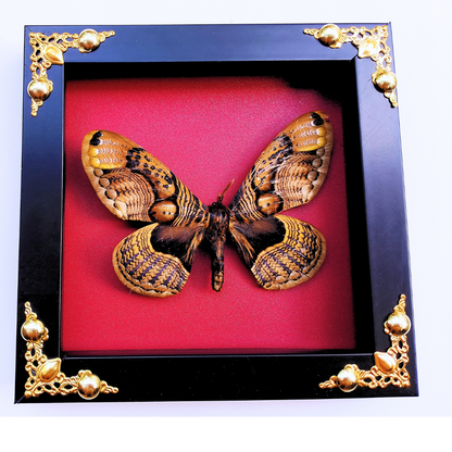 Framed Real Brahmaea hearseyi Moth – Giant Brahmin Moth Taxidermy Display-FRA16