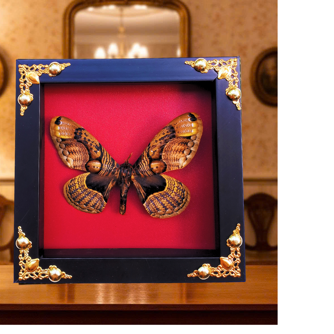 Framed Real Brahmaea hearseyi Moth – Giant Brahmin Moth Taxidermy Display-FRA16