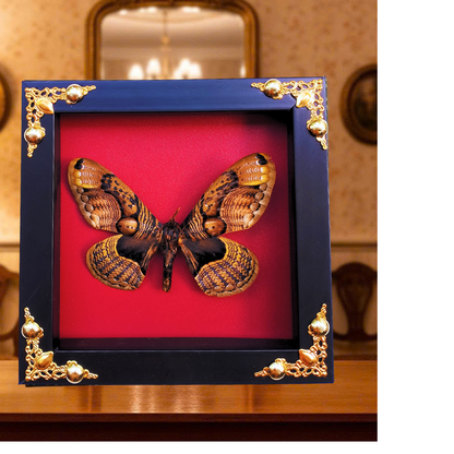 Framed Real Brahmaea hearseyi Moth – Giant Brahmin Moth Taxidermy Display-FRA16