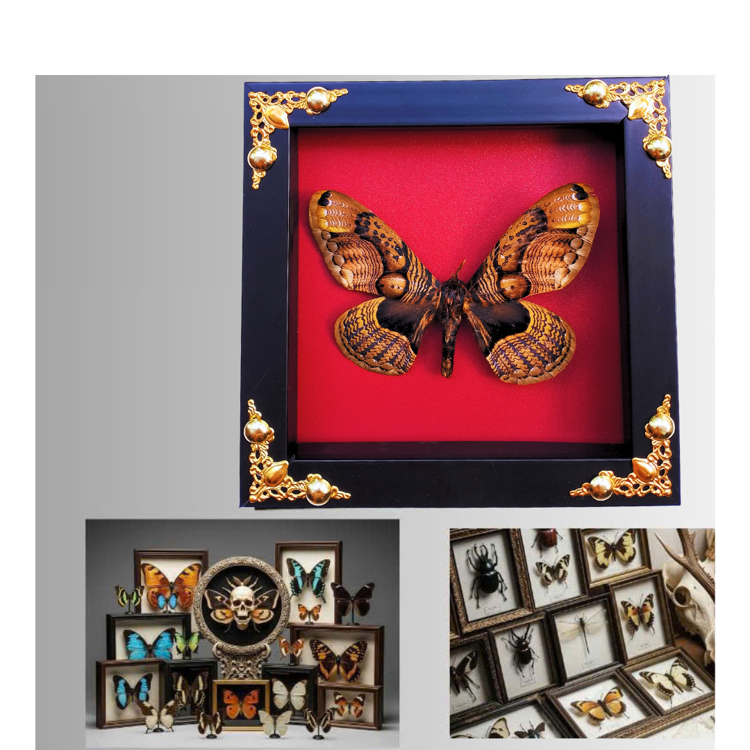 Framed Real Brahmaea hearseyi Moth – Giant Brahmin Moth Taxidermy Display-FRA16