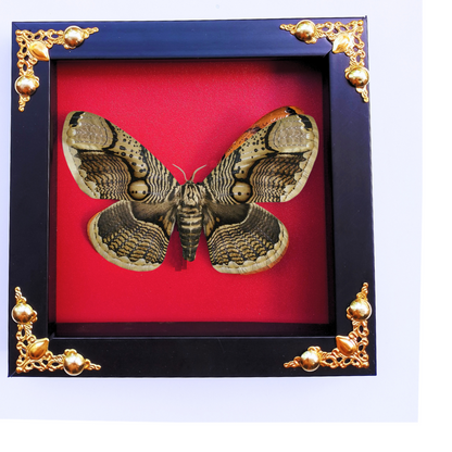 Framed Real Brahmaea hearseyi Moth – Giant Brahmin Moth Taxidermy Display-FRA16