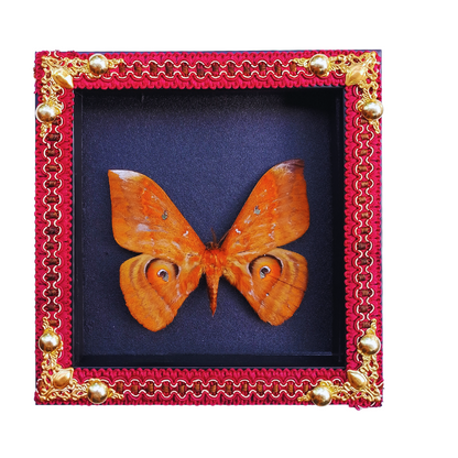 FRA17-Decorative Frame with Real Salassa thespis Moth – Natural Insect Specimen