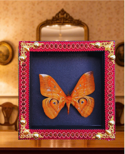 FRA17-Decorative Frame with Real Salassa thespis Moth – Natural Insect Specimen