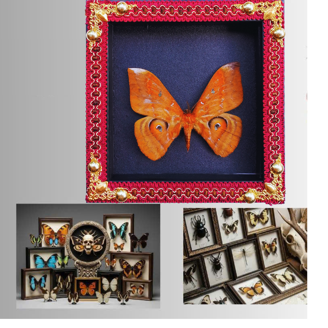 FRA17-Decorative Frame with Real Salassa thespis Moth – Natural Insect Specimen
