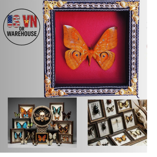 FRA19-Decorative Ornate Frame with Real Salassa thespis Moth