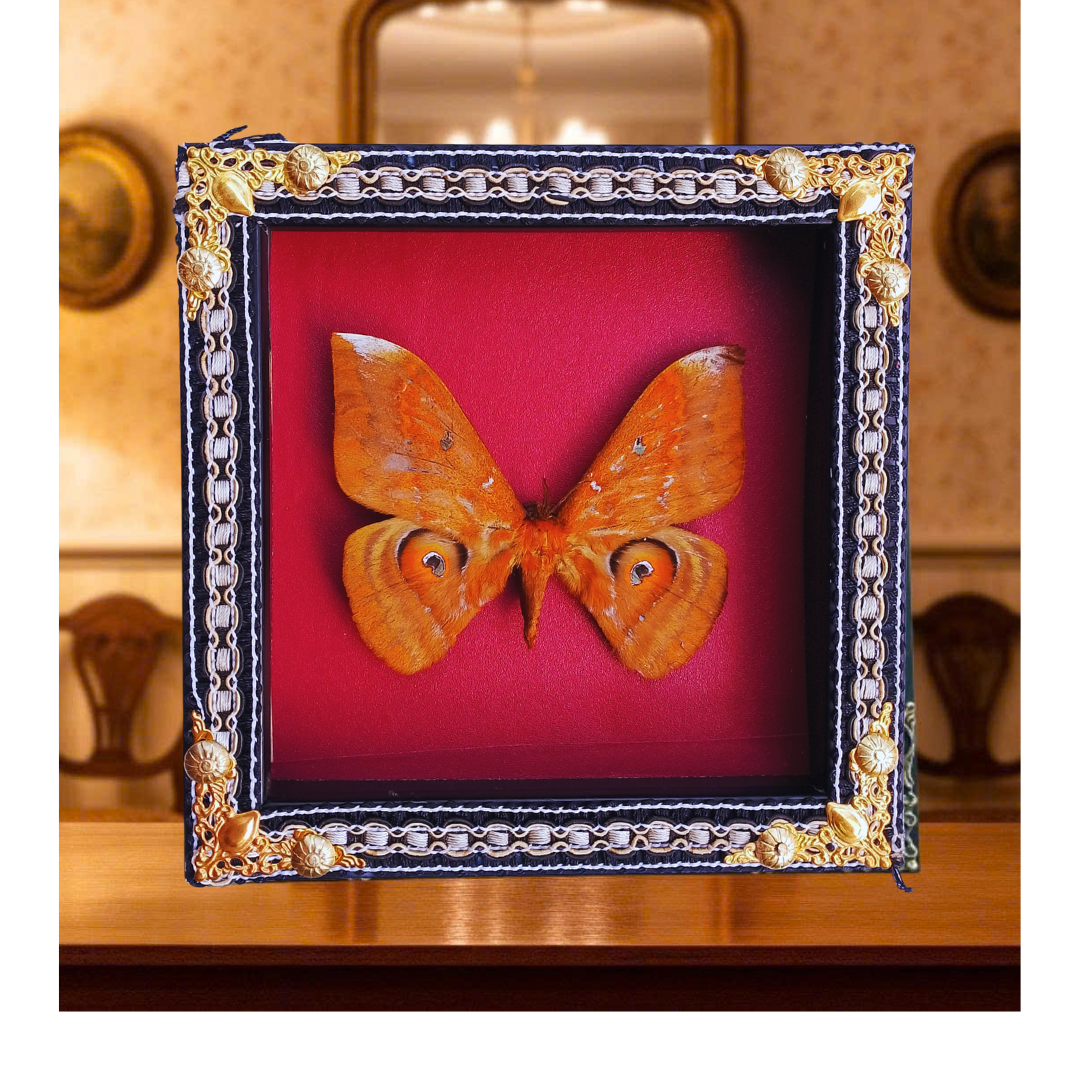 FRA19-Decorative Ornate Frame with Real Salassa thespis Moth