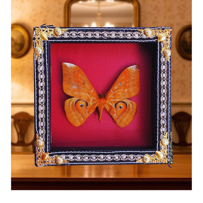 FRA19-Decorative Ornate Frame with Real Salassa thespis Moth