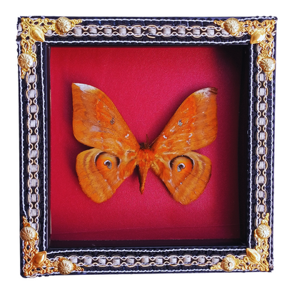 FRA19-Decorative Ornate Frame with Real Salassa thespis Moth