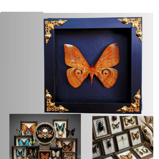 FRA21-Framed Real Salassa thespis Moth – Ornate Decorative Frame