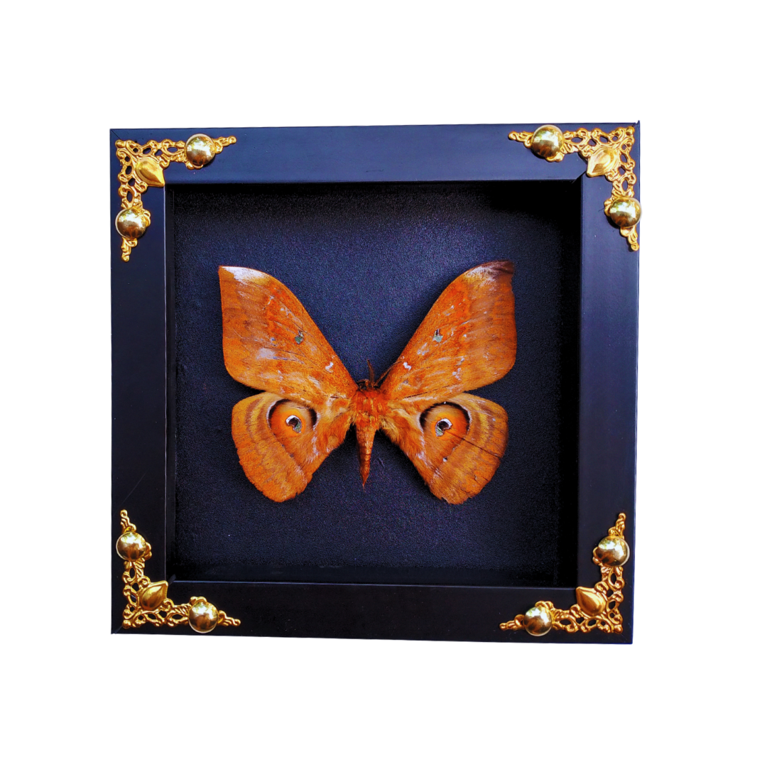 FRA21-Framed Real Salassa thespis Moth – Ornate Decorative Frame