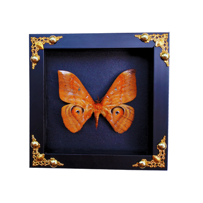FRA21-Framed Real Salassa thespis Moth – Ornate Decorative Frame