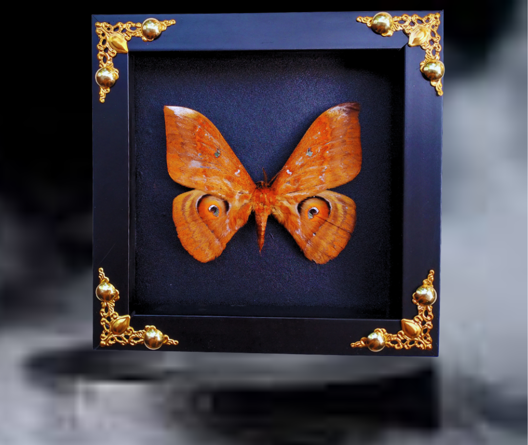 FRA21-Framed Real Salassa thespis Moth – Ornate Decorative Frame