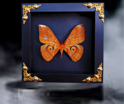 FRA21-Framed Real Salassa thespis Moth – Ornate Decorative Frame