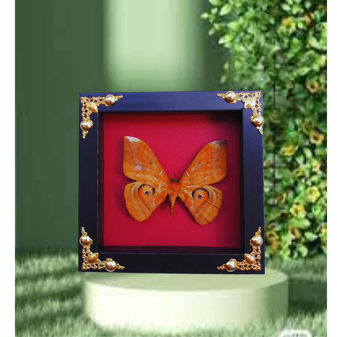 FRA22-Framed Real Salassa thespis Moth – Ornate Decorative Frame