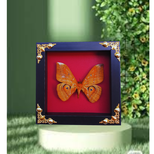 FRA22-Framed Real Salassa thespis Moth – Ornate Decorative Frame