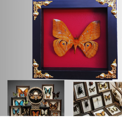 FRA22-Framed Real Salassa thespis Moth – Ornate Decorative Frame