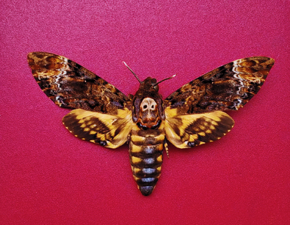 FRA24-Decorative Frame with Real Death’s-head Moth (Acherontia lachesis)