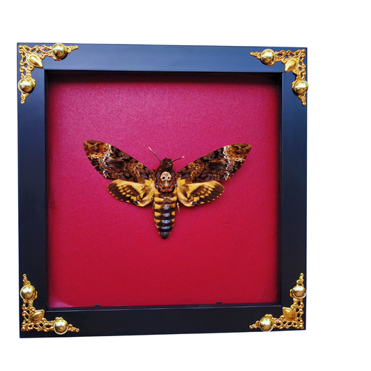 FRA24-Decorative Frame with Real Death’s-head Moth (Acherontia lachesis)