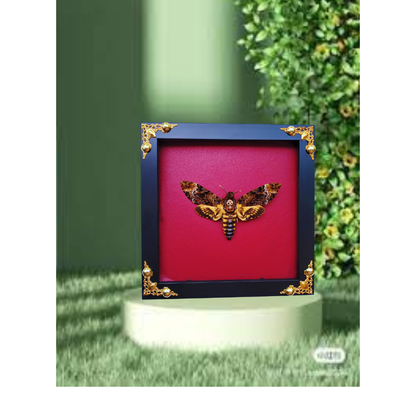 FRA24-Decorative Frame with Real Death’s-head Moth (Acherontia lachesis)