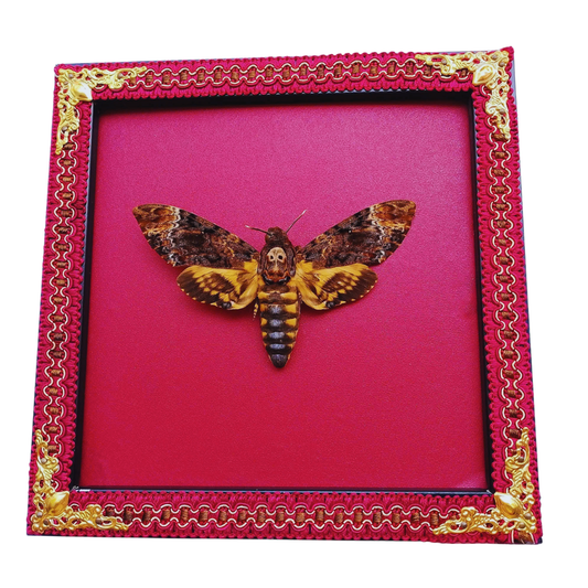 Handcrafted Frame Featuring Real Skull Moth–Unique Insect Specimen for Wall