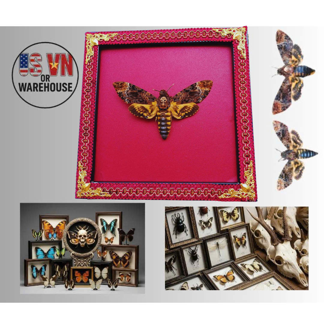 Handcrafted Frame Featuring Real Skull Moth–Unique Insect Specimen for Wall