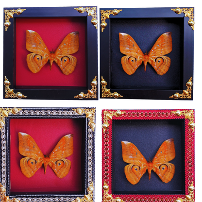 FRA19-Decorative Ornate Frame with Real Salassa thespis Moth