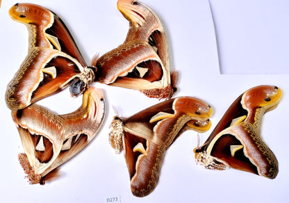 Attacus atlas – Giant Silk Moth Dry Specimen for Collecting or Framing