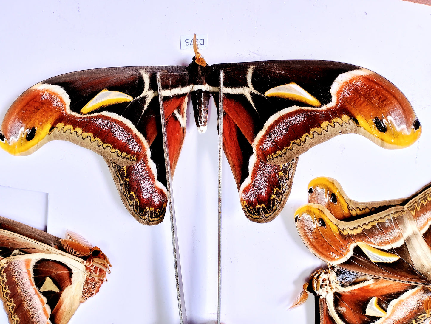 Attacus atlas – Giant Silk Moth Dry Specimen for Collecting or Framing